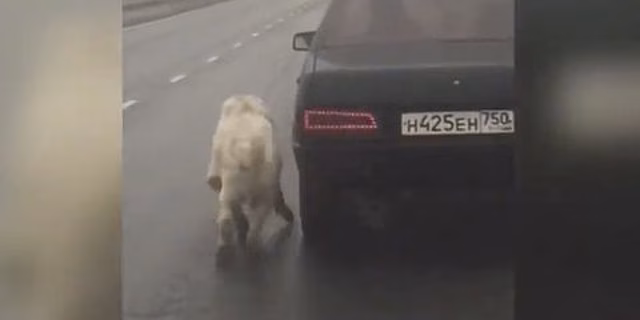 "Поставить на лапы". Спасенному алабаю ищут новую семью