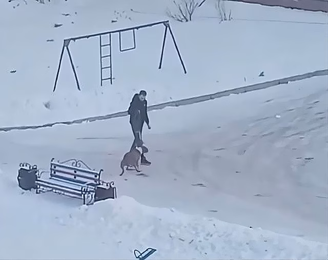 Жительница Красноярска сняла на видео, как мужчина издевается над своей собакой