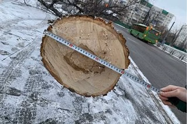 В центре Тюмени незаконно срубили 50-летнее дерево