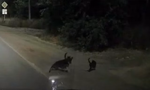 Странный кошачий эскорт, сопровождающий раненого друга, попал на видео на автотрассе