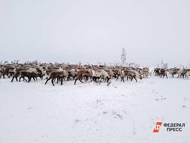 На Ямале олени стали участниками дорожного движения