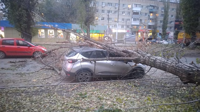В Саратове дерево придавило два автомобиля и заблокировало проезжую часть