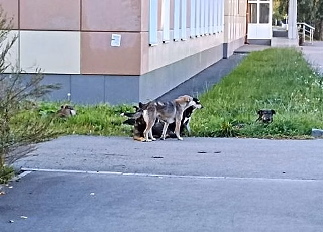 Агрессивные собаки напугали кемеровскую самокатчицу