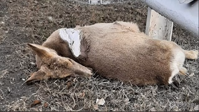 Труп косули целый день пролежал на кузбасской трассе