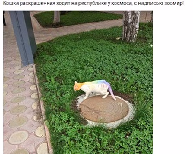 Житель Югры угнал машину, чтобы похоронить кота