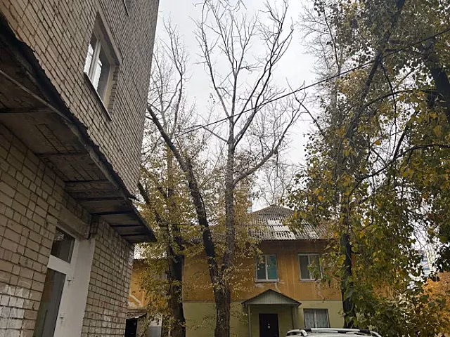 Самарцы пожаловались на аварийное дерево, ветки которого едва не пробили припаркованные авто