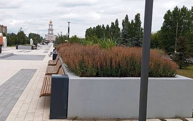 В курских парках подготовили шалфей к повторному цветению