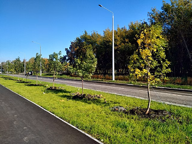 На обновленной улице Агалакова в Челябинске высадят почти пять тысяч кустов сирени