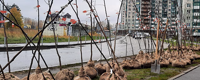 В Изумрудных холмах высадили 100 лип