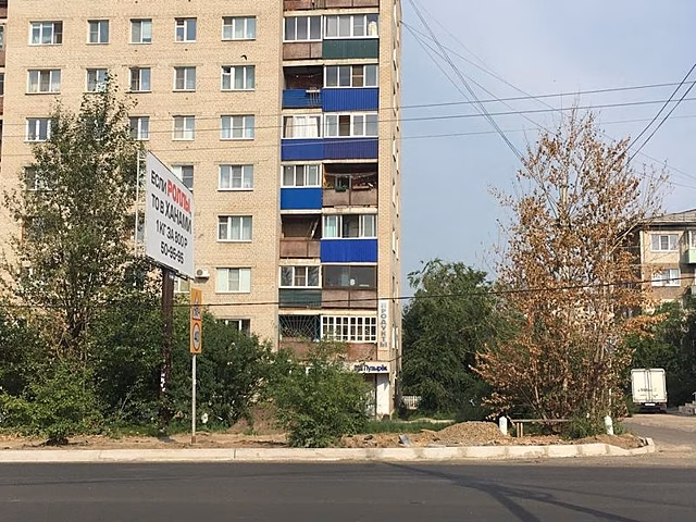 Ещё 10 отравленных деревьев у рекламных конструкций нашел корреспондент ZAB.RU на ул. Богомягкова в Чите