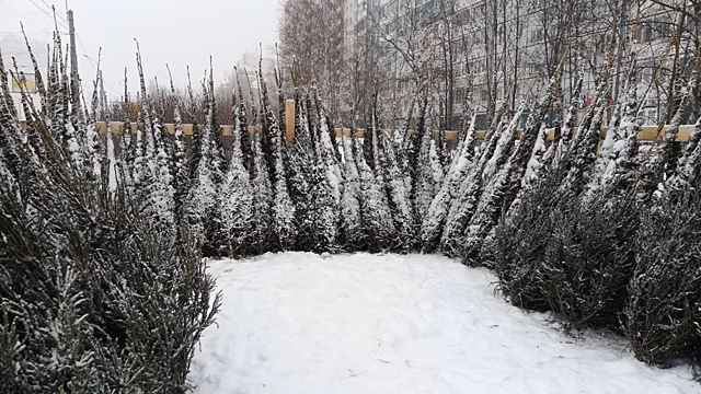 В Петербурге ликвидировали 20 незаконных елочных базаров