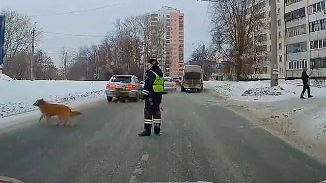 Полицейский, переведший хромую собаку через дорогу, рассказал о причинах своего поступка