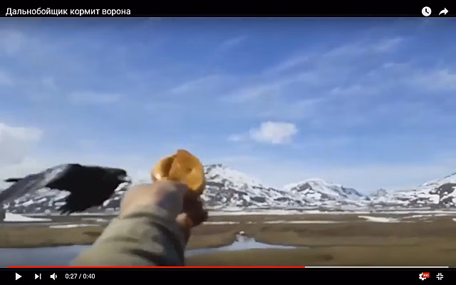 Невероятное видео: дальнобойщик на полном ходу угостил пирожком пролетающую мимо ворону