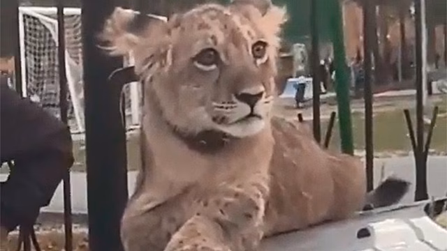 Гуляющий по поселку под Сургутом лев попал на видео