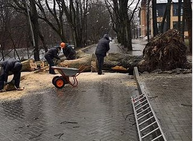 «Повалено 80 деревьев, повреждено 14 автомобилей, обесточены 700 фонарей»: Дятлова о последствиях урагана