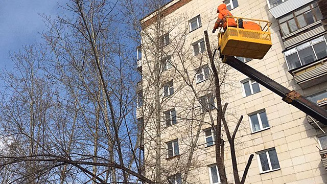 В Красноярске начали санитарную обрезку деревьев