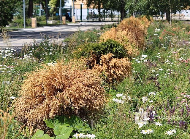 Высаженные деревья и кустарники массово засыхают в Нижнем Новгороде