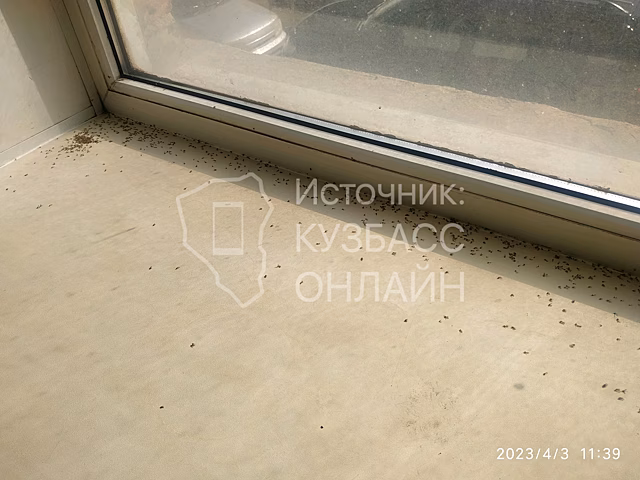 Маленькие насекомые в кемеровском доме разозлили местного жителя