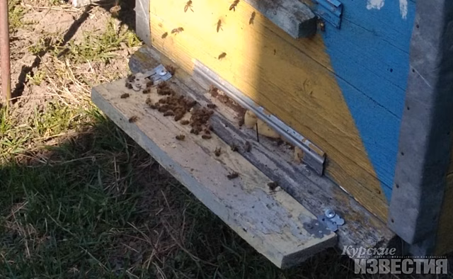 В Курской области снова началась гибель пчел