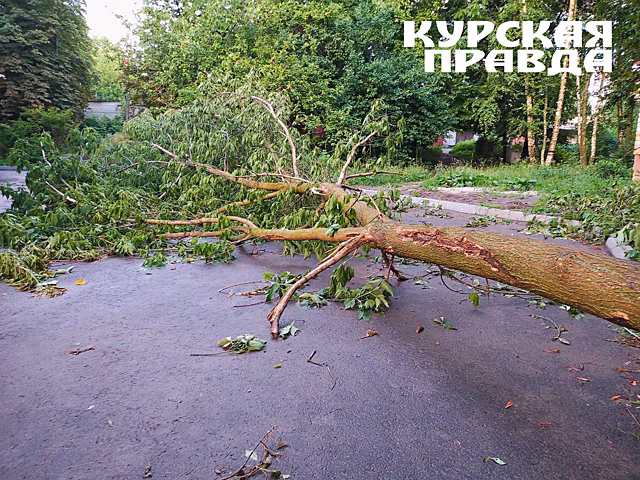 Курские суды за год рассмотрели 22 дела о падении деревьев и снега на машины