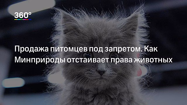 Челябинцам подбросили зоопарк на колесах. Там есть даже медведь