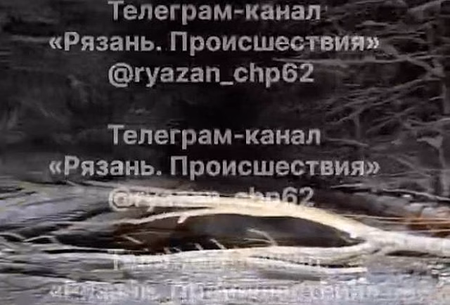 Рухнувшее дерево отрезало от мира российский поселок