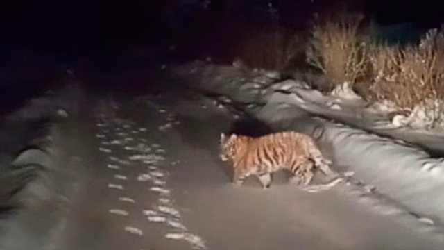 Очевидец показал на видео встречу с тигренком в Подмосковье