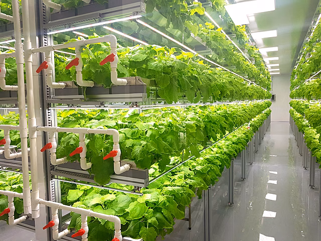 Healthy Garden и Naretrends Inc. подписали меморандум о сотрудничестве