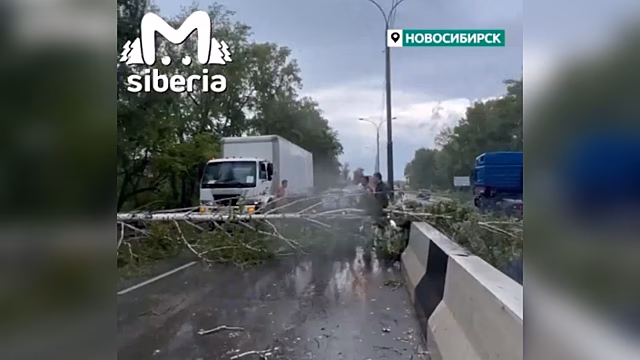 Две березы перегородили дорогу автомобилистам на Мочищенском шоссе в Новосибирске