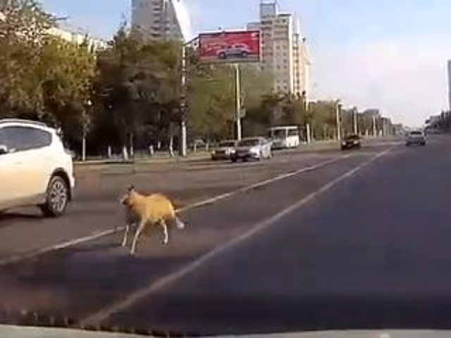 По проезжей части в центре Уфы бежал баран