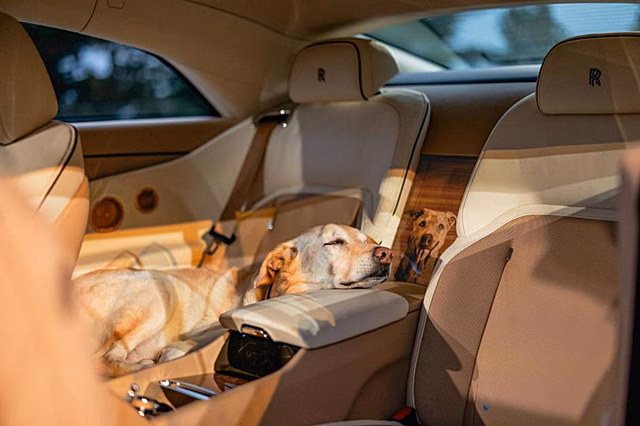 Rolls-Royce создал уникальный Spectre в честь любимой собаки заказчика