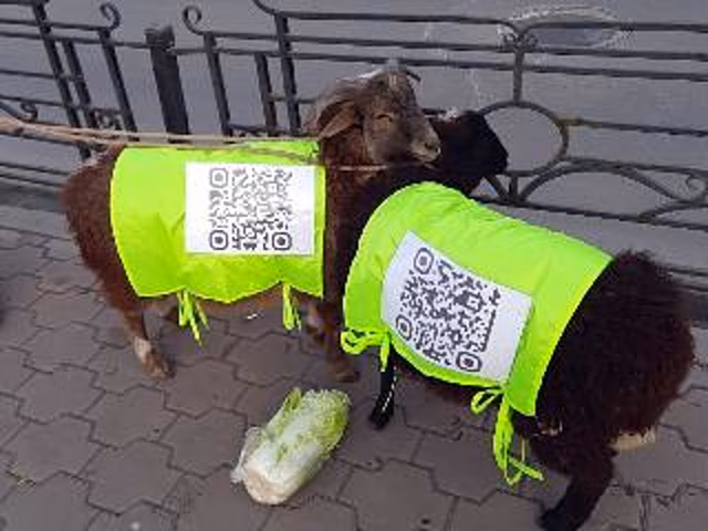 К уличной ограде в центре Иркутска привязали двух баранов с QR-кодами