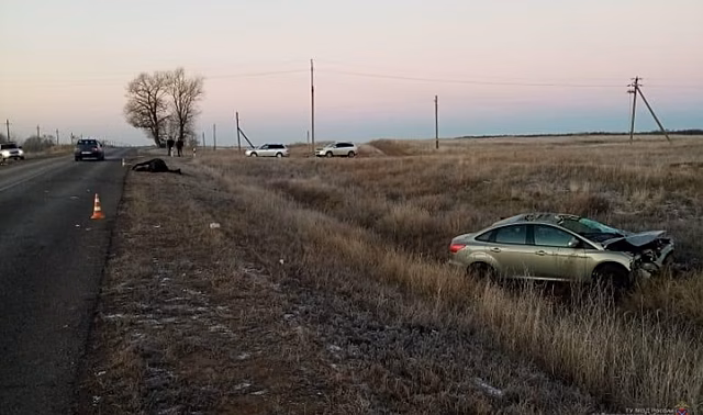 Два человека пострадали в ДТП с лошадью в Волгоградской области