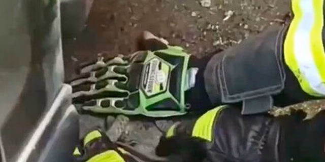 Эксперт: Заползшая в автомобиль к москвичу змея оказалась водяным ужом, который хотел согреться