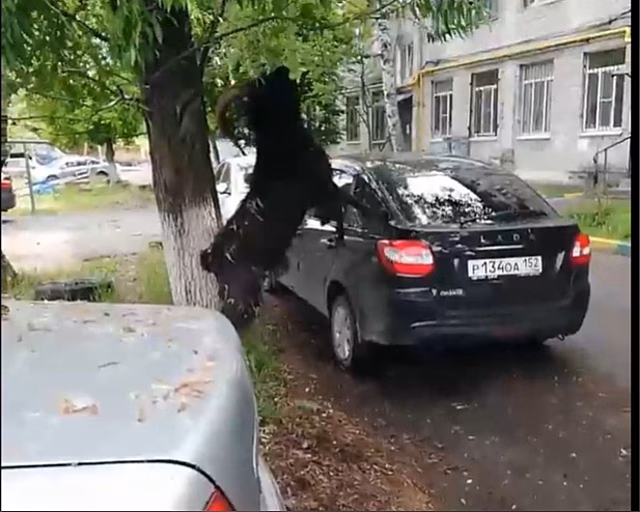 Козел разгуливает по Ленинскому району и портит автомобили нижегородцам