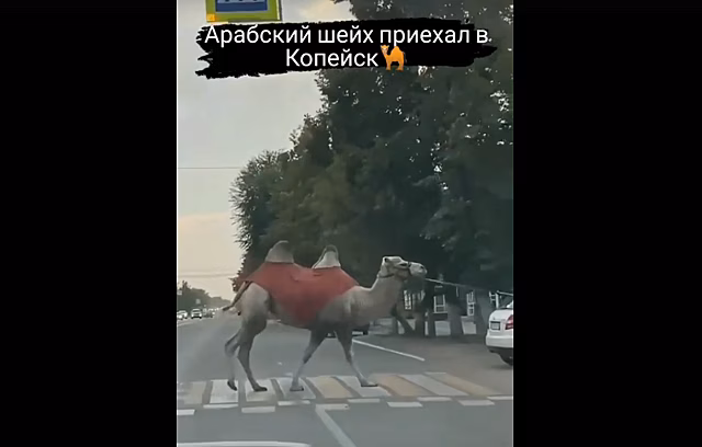 В Копейске переходящий дорогу верблюд удивил автомобилистов