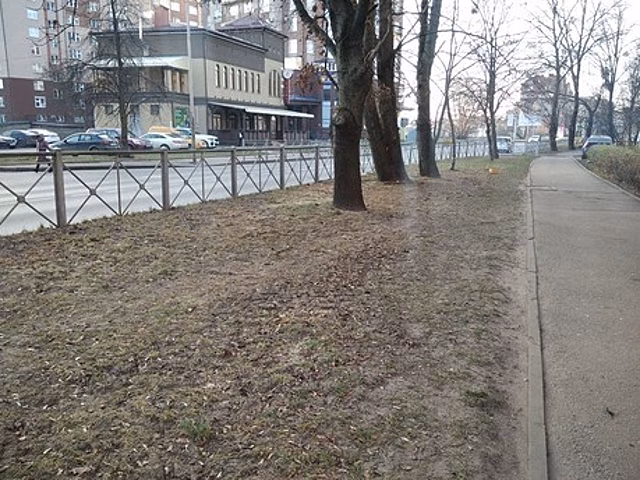 В Калининграде железные заборы на части улиц поменяют на живую изгородь